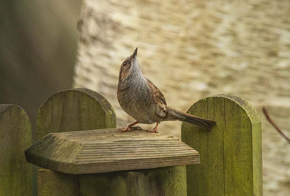 Photograph of a Dunnock sat on a wooden fencepost in a garden looking up at the sky about to fly off.