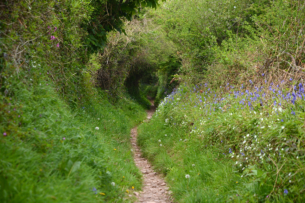 A narrow, windy track going through a high sided hedge into the distance in a circle.