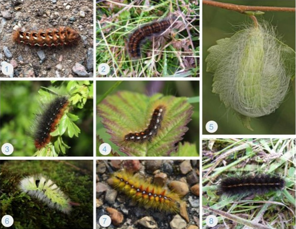 Collage of 8 images of hairy caterpillars.