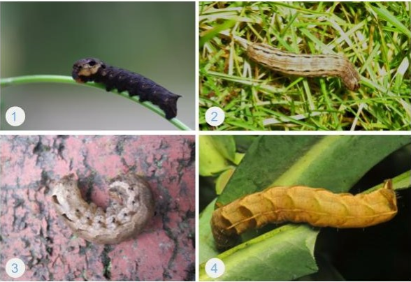 Collage of 4 images of brown caterpillars.