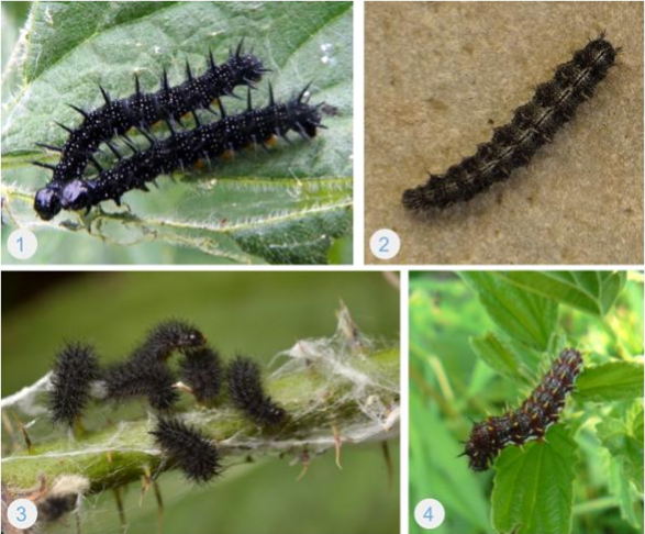 Collage of 4 images of Black and Spikey caterpillars climbing on leaves.