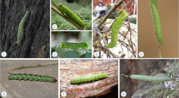 Collage of 8 images of green caterpillars on leaves and rocks.