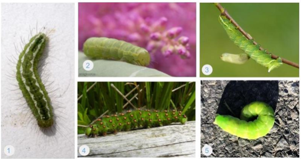 Collage of 5 caterpillars.