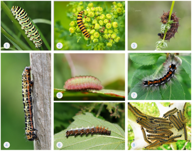 Collage of 8 caterpillars of other species.