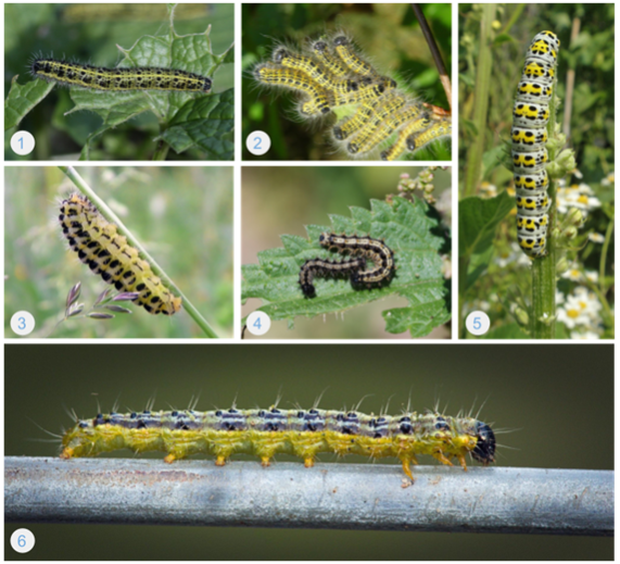 Collage of 6 images of black and yellow/orange caterpillars climbing along leaves.