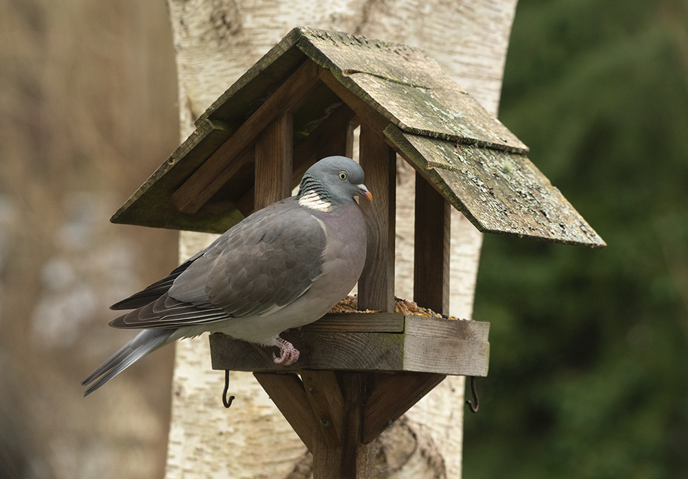 Common Wood Pigeon sat on a small wooden bird feeder house by a Silver Birch tree.