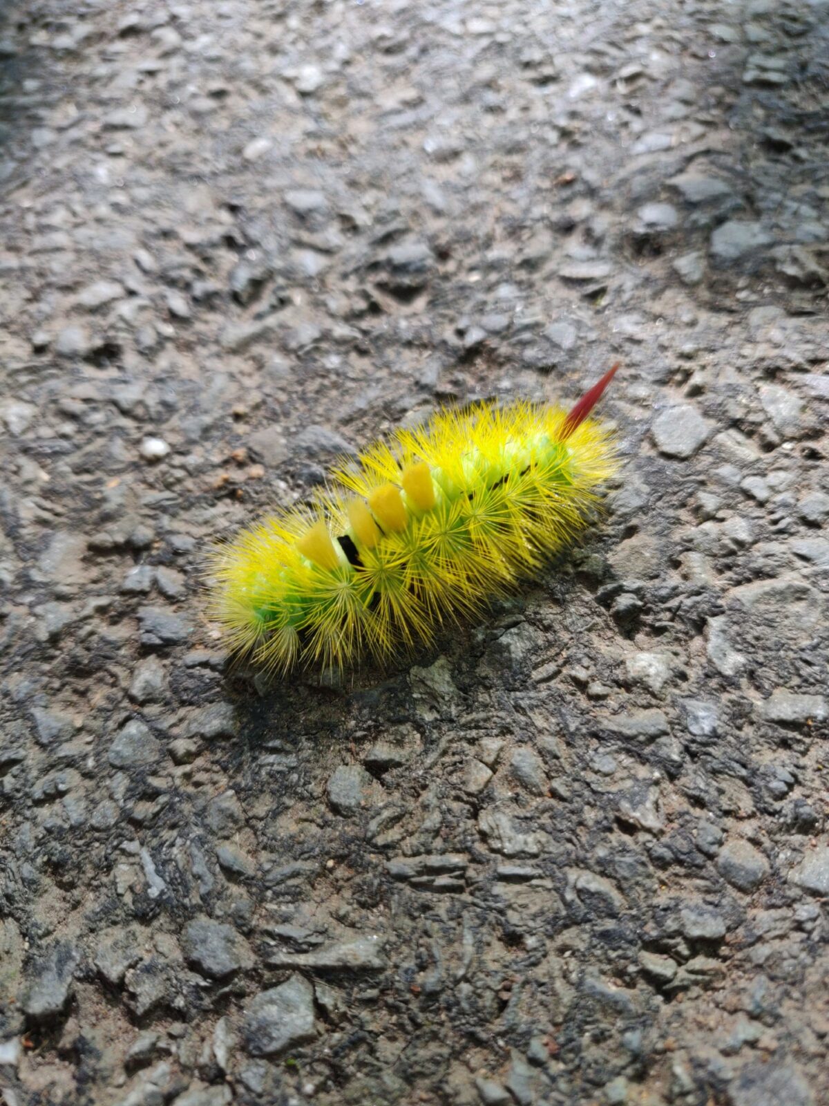 The NHBS Guide to UK Caterpillar Identification