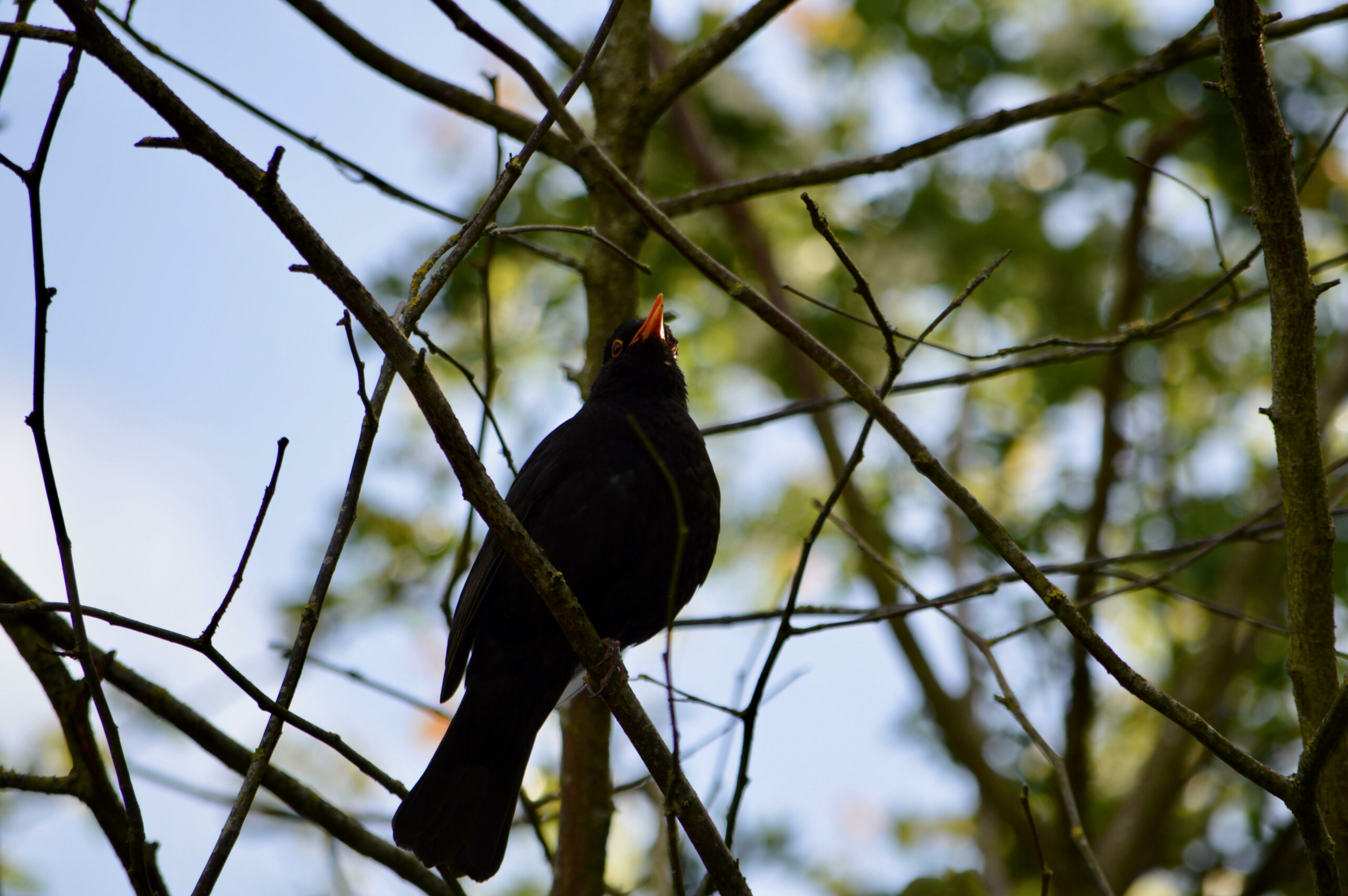 Blackbird stood on a branch with trees and blue sky behind it.