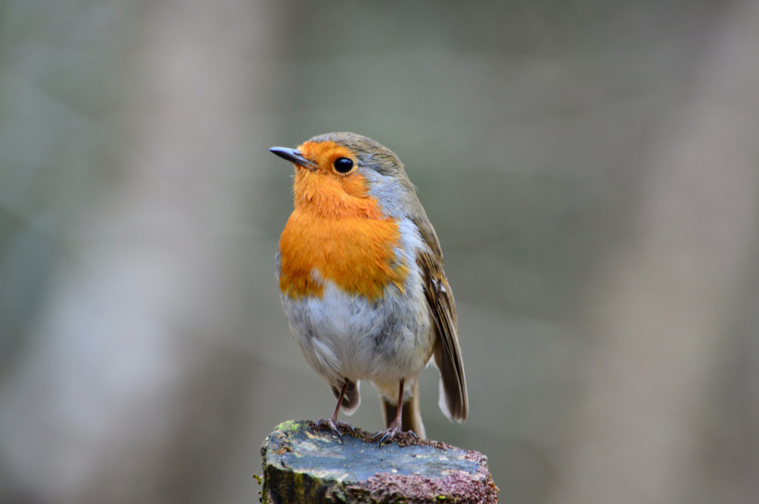 A robin stood on top of a wet wooden fencepost.