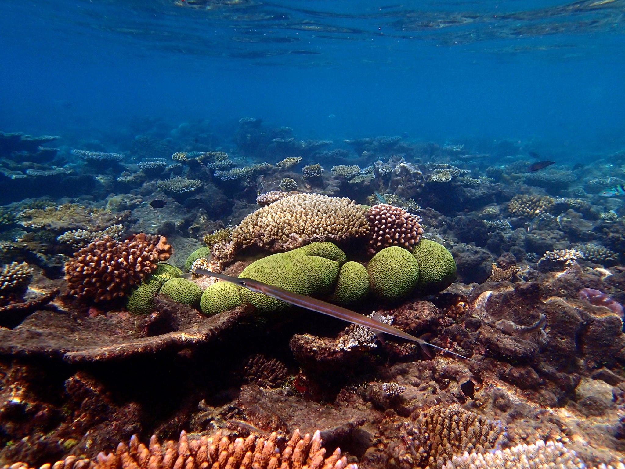 Bulbous green coral in a healthy coral reef with a red pointed fish swimming in the foreground.