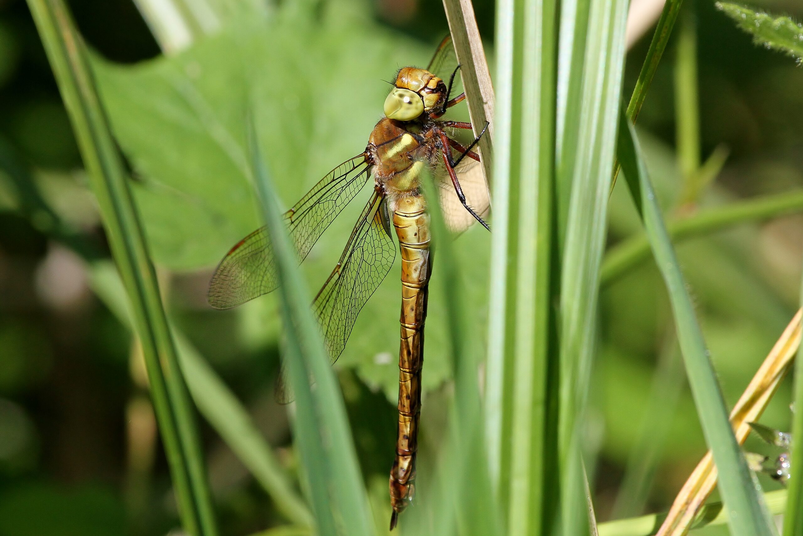 Norfolk Hawker Dragonfly perched on a plant in the sun.