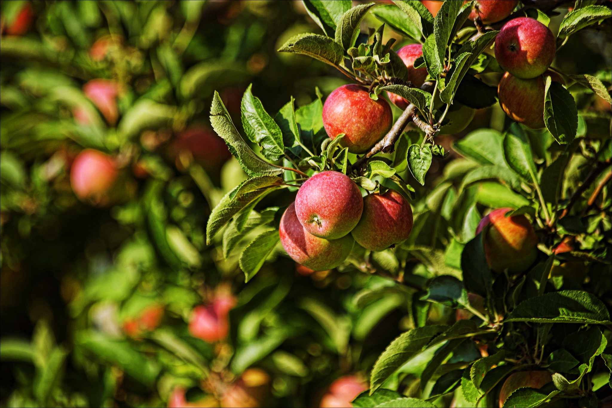 Closeup image of Apples hanging off a tree in an orchard.