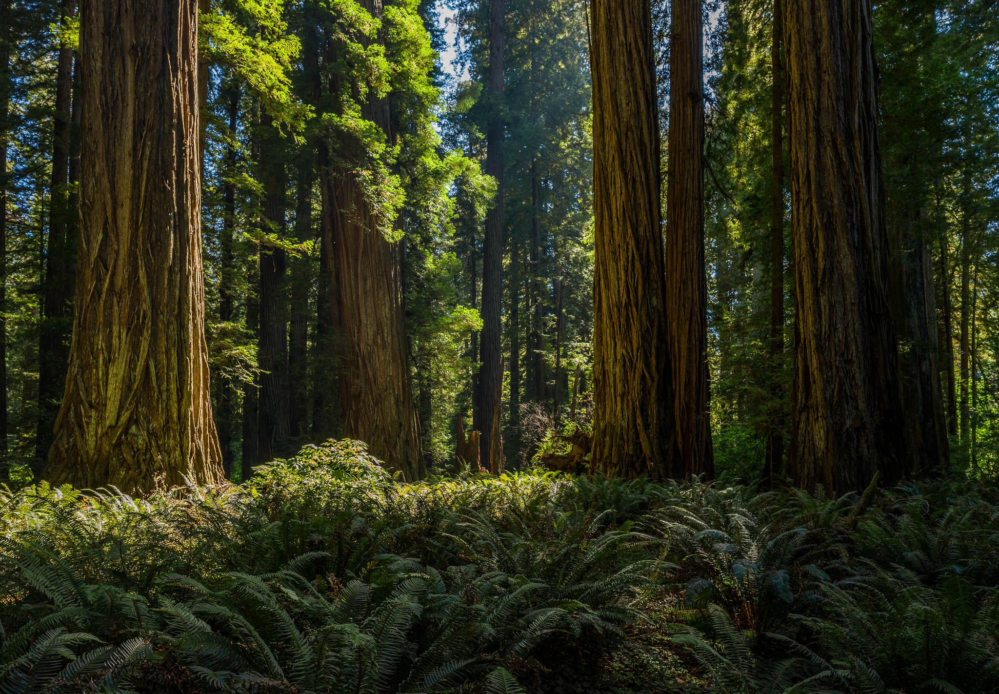 Ground level image of Redwood Trees with the sun shining on the bark and ferns covering the ground.
