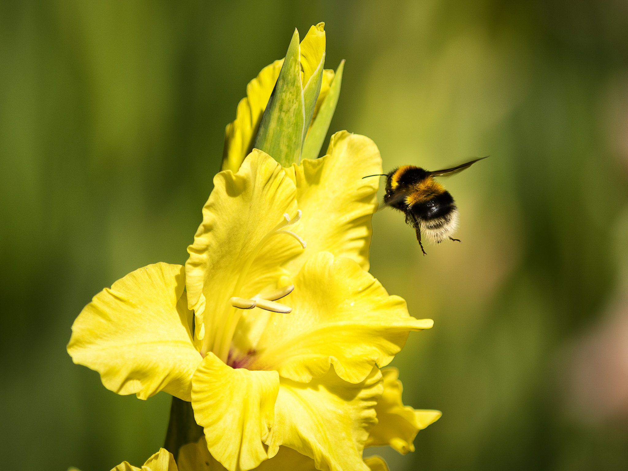Photograph of a bumblebee flying towards a yellow flower. 