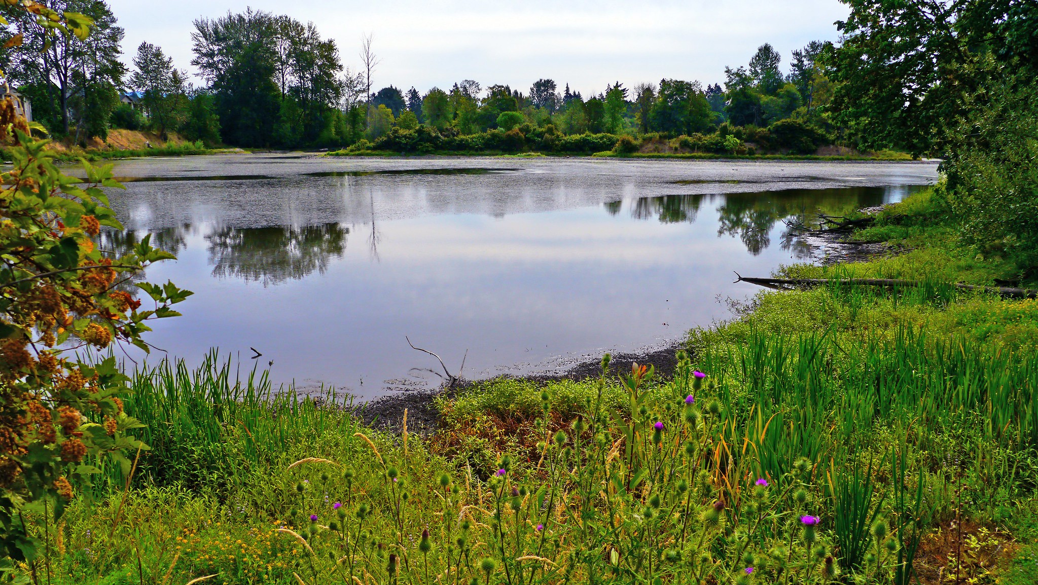 Delta Pond in Eugene, Oregon surrounded by trees, plants and flowers on the shoreline.