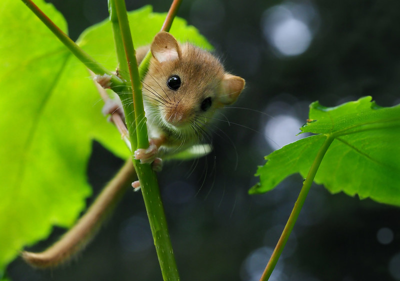 The biodegradable dormouse tube trial