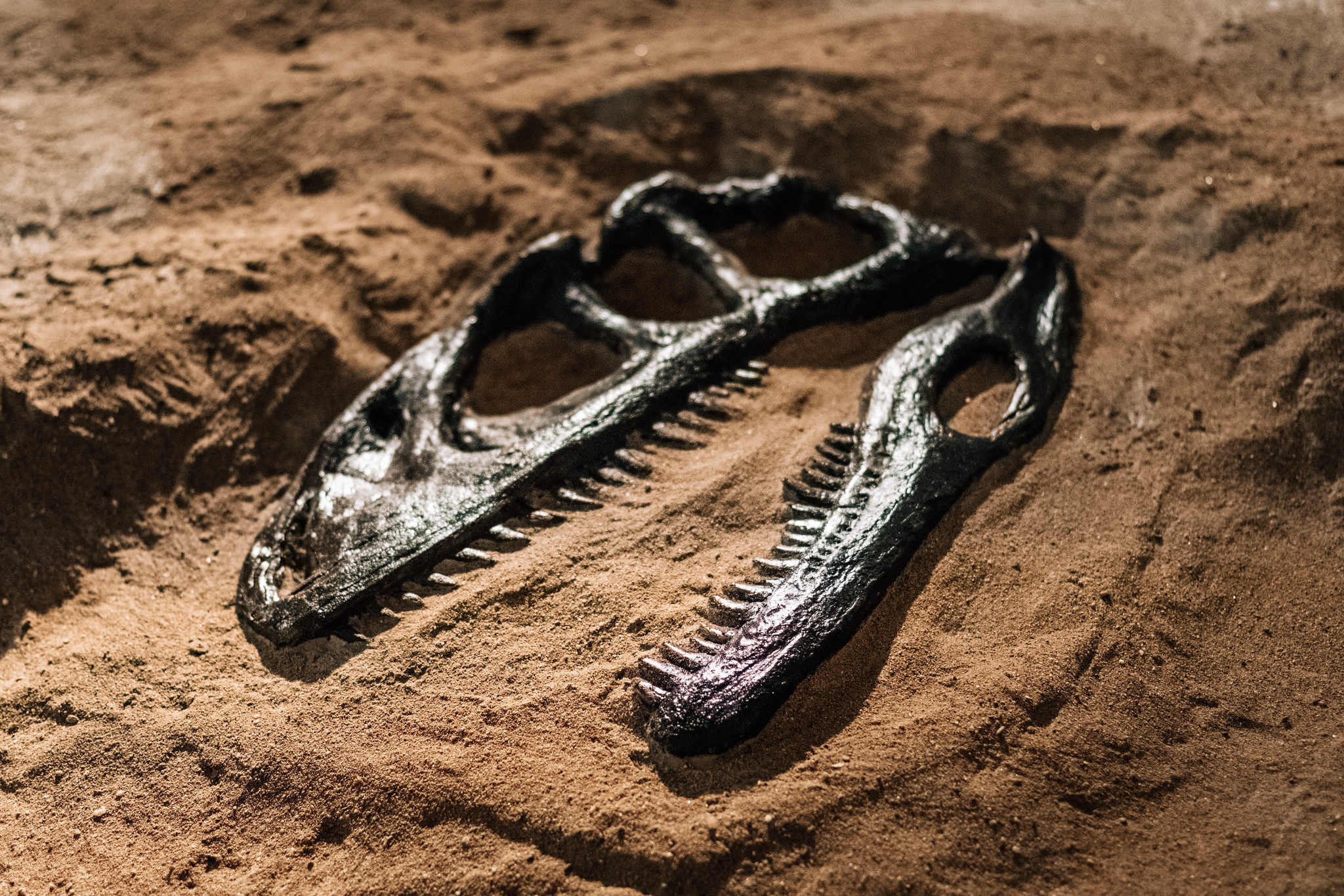 Fossil of dinosaur jaw full of sharp teeth.