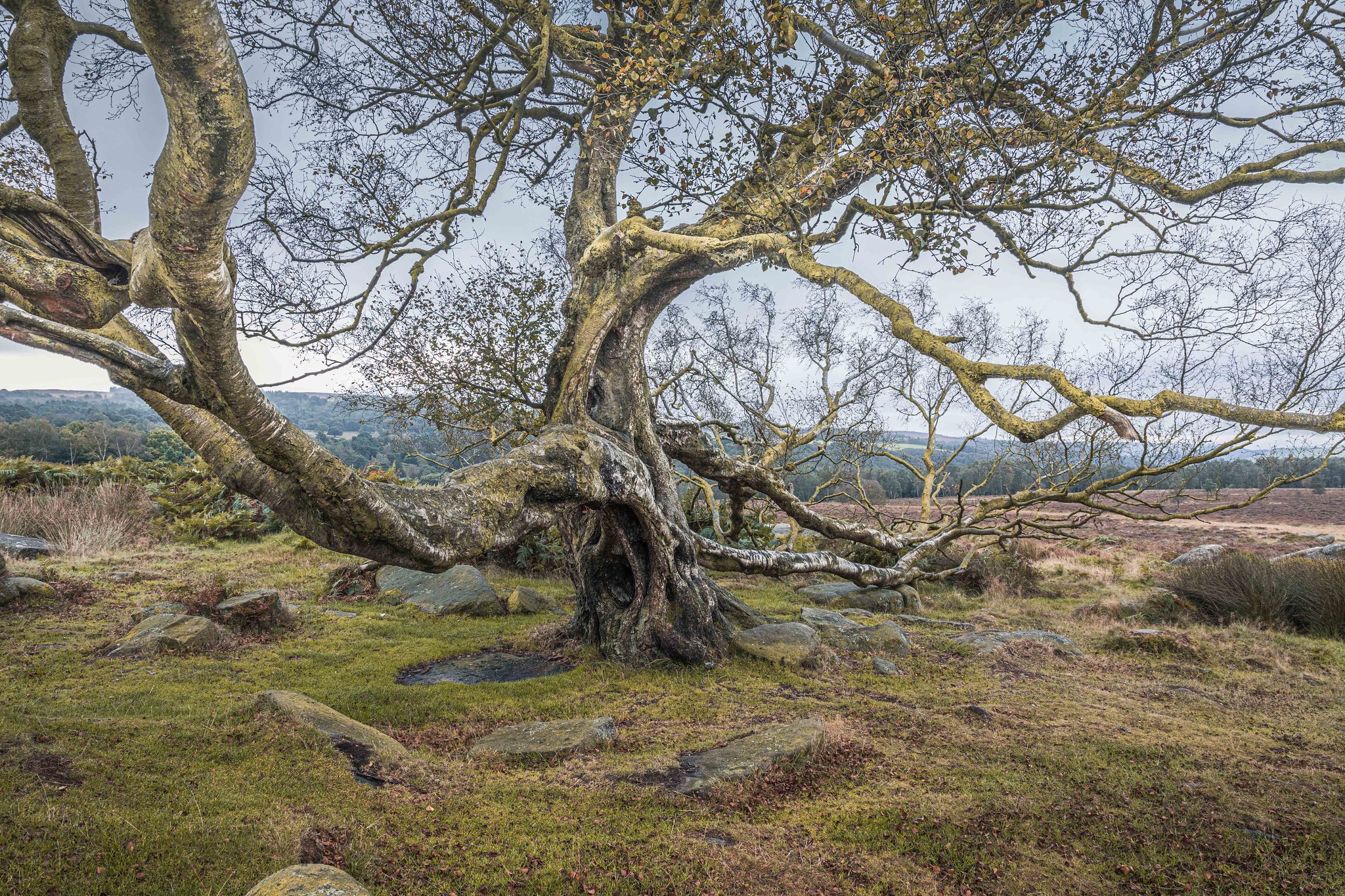 Old, twisted Silver Birch tree near Owler Tor in the Peak District.