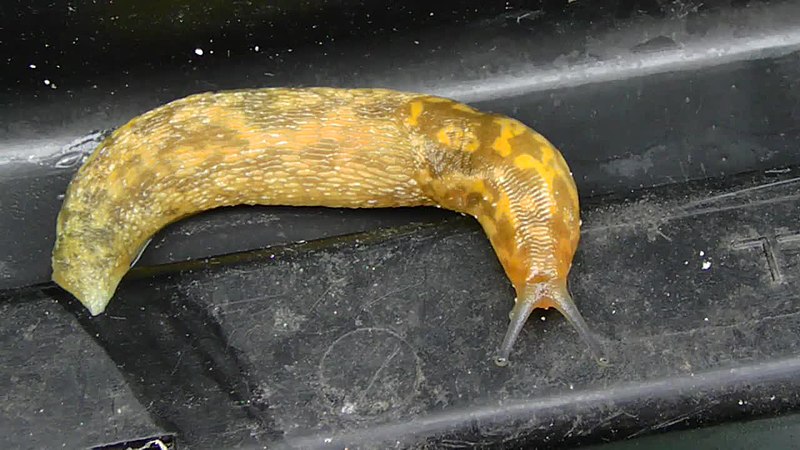 Irish Yellow Slug (Limacus maculatus).