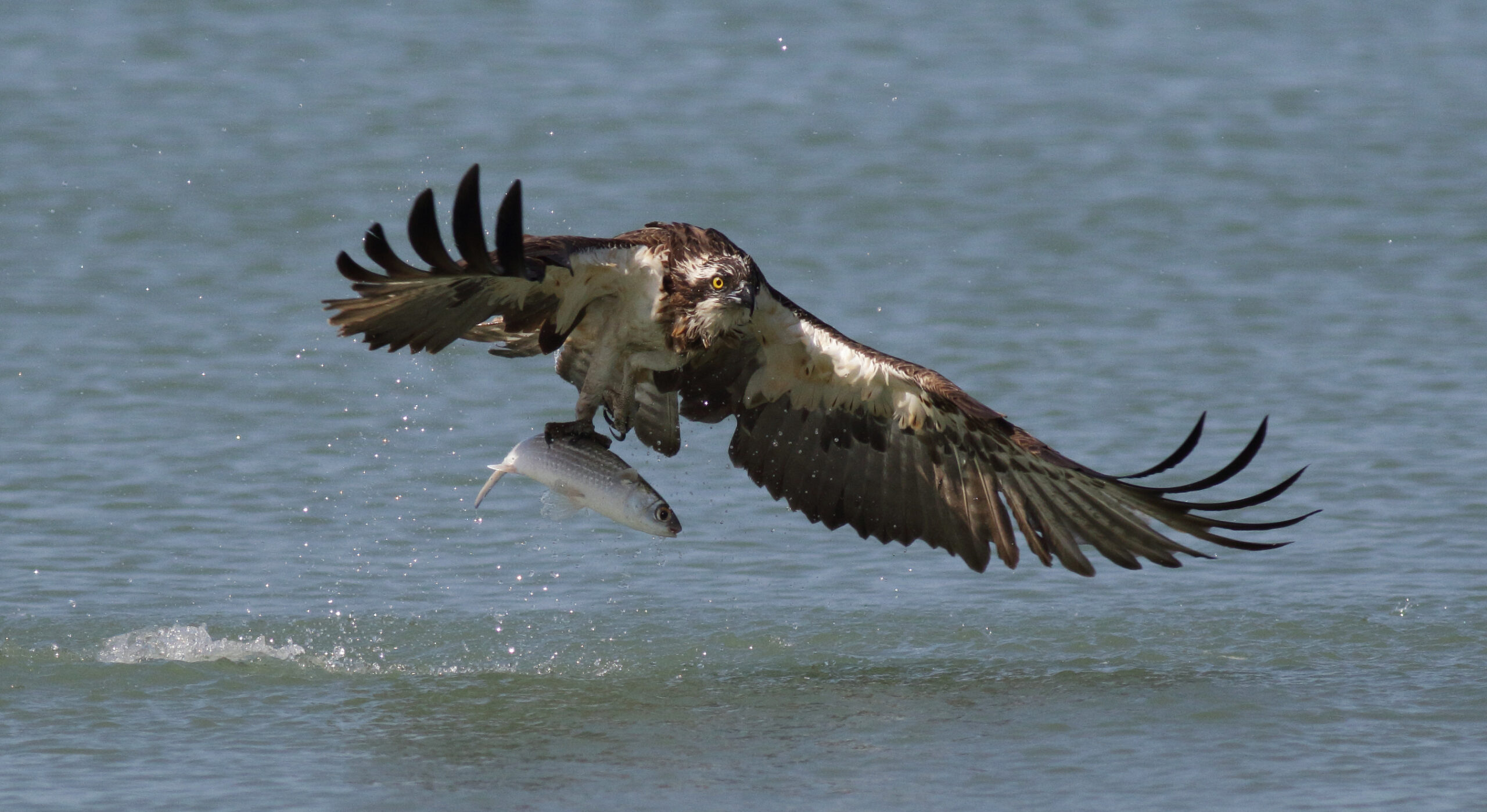 Osprey catching a fish in the sea.
