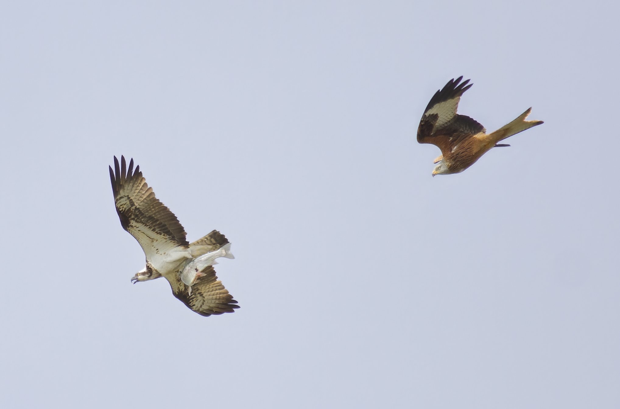 Red Kite chasing adult female.