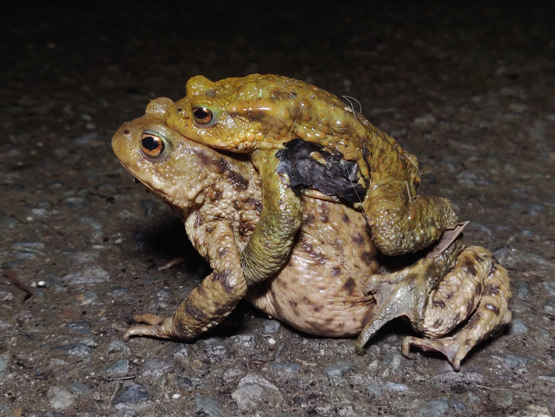 Close up of two toads, one on the back of another, crossing a gravelly road at night.