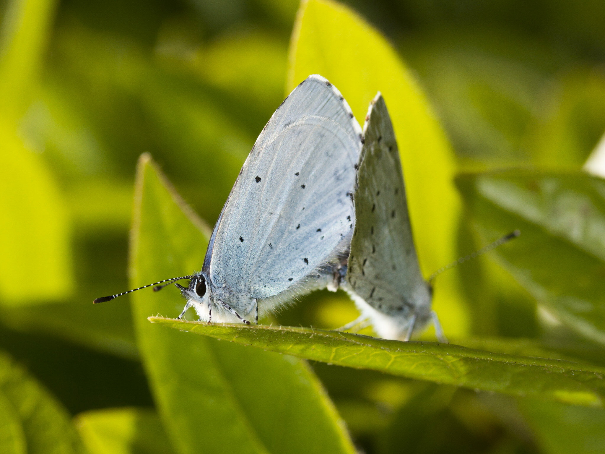 Close up of two holly blue butterflies perched on the end of a plant in the sunshine.