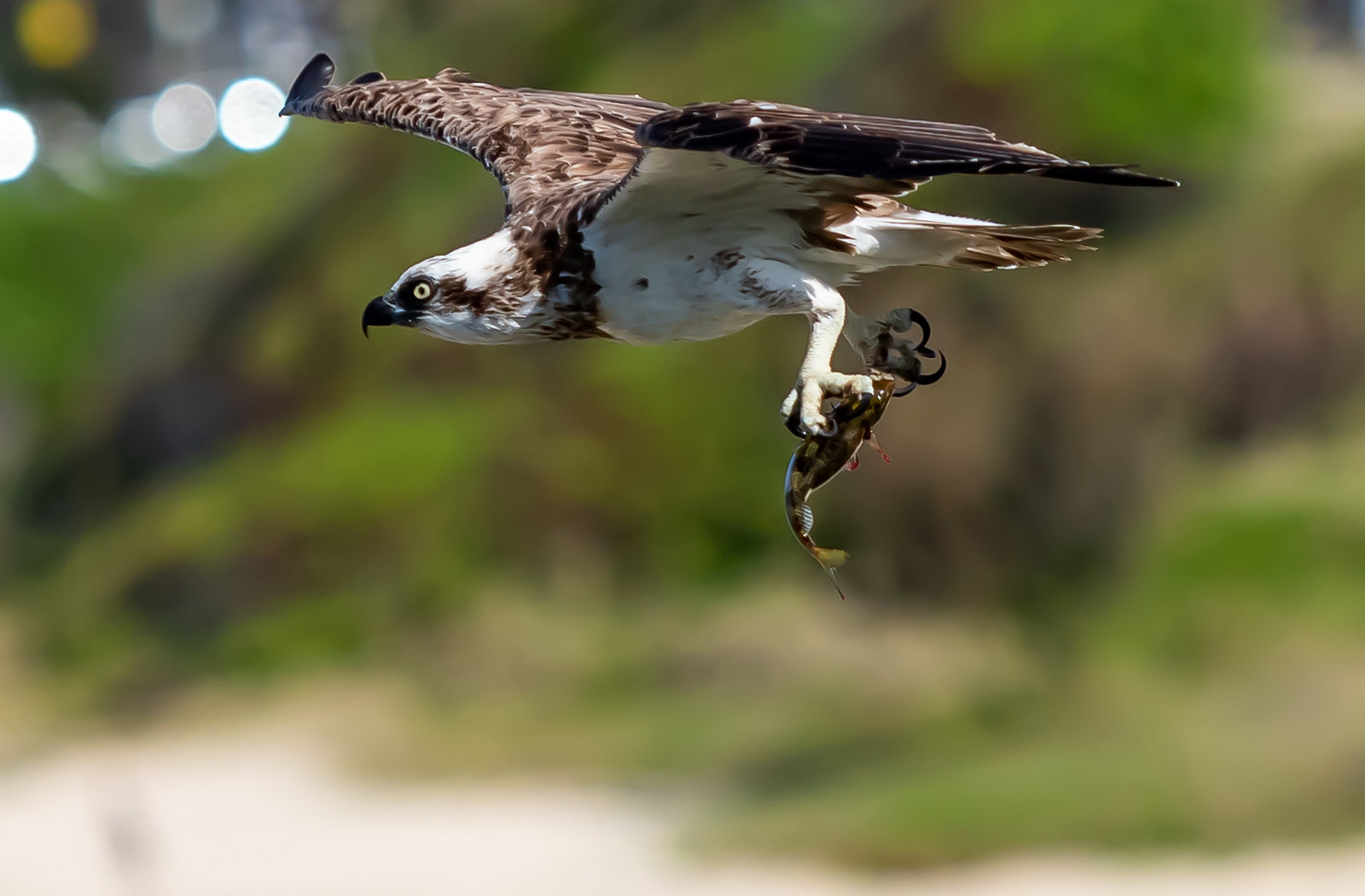 Osprey mid flight holding a fish in its claws.