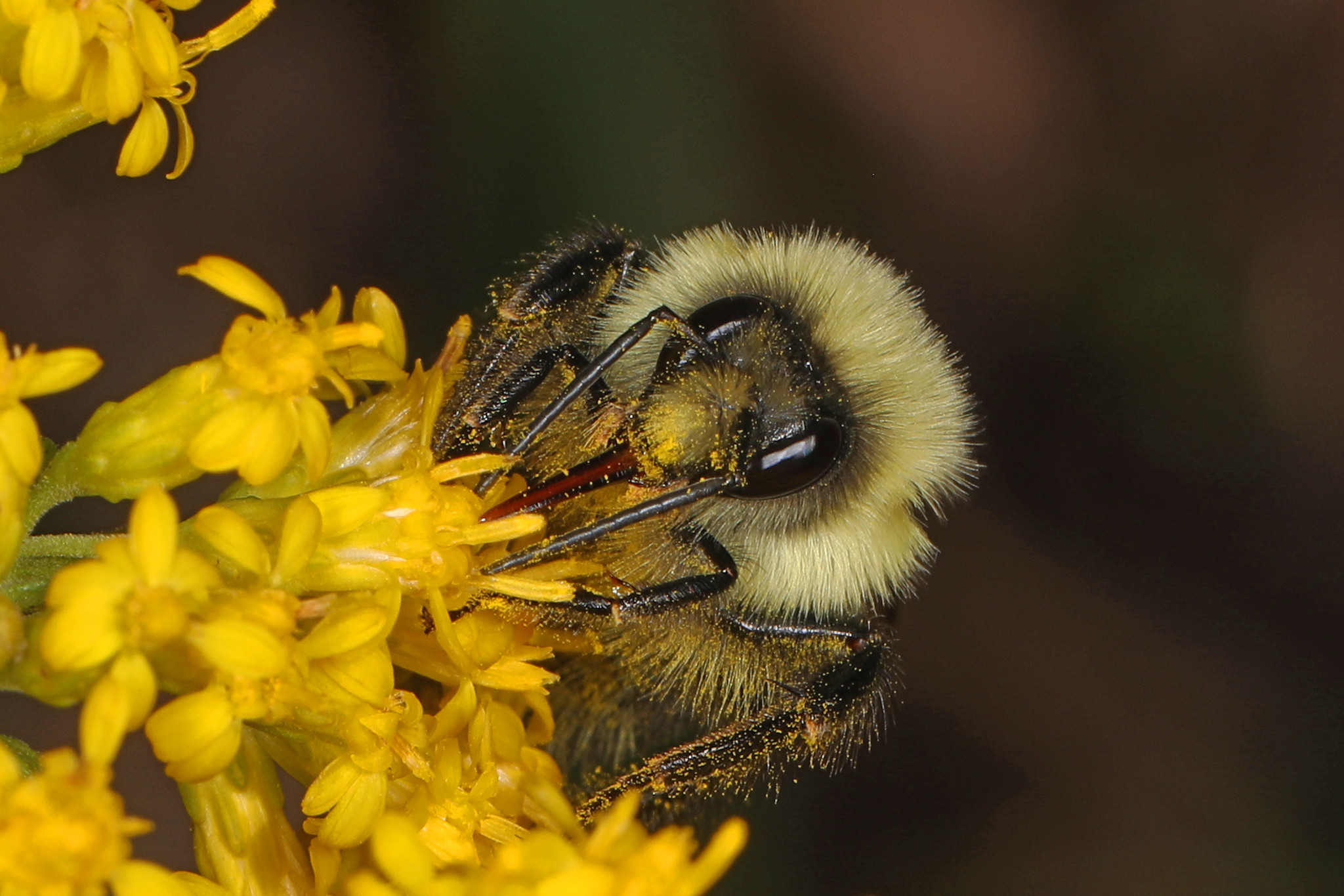 Common Eastern Bumblebee collecting nectar on a yellow flowers.
