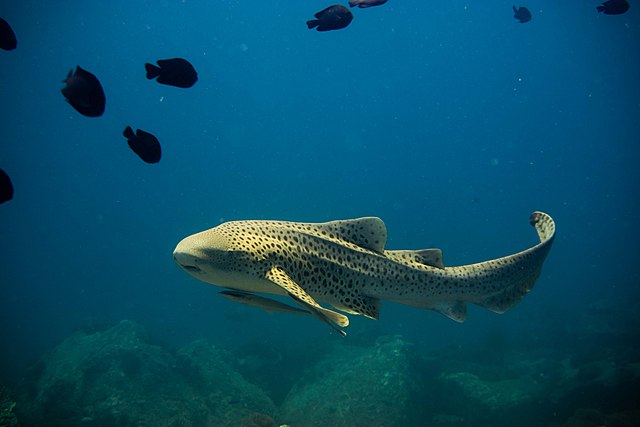 Zebra Shark swimming in the sea over a rocky seabed with fish swimming above it.