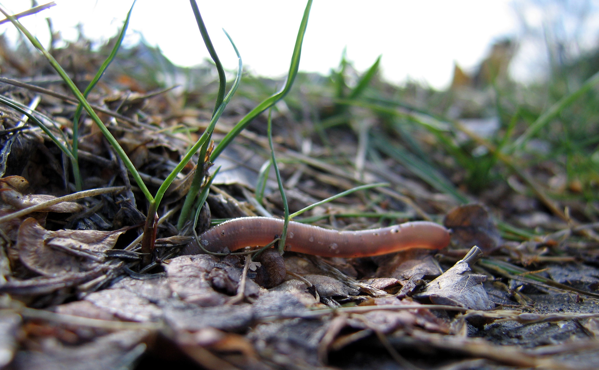 Earthworm diving into the soil between some blades of grass with leaves on the floor.