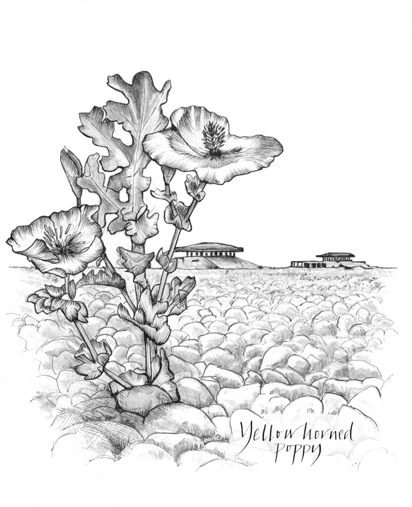 An illustrated yellow horned poppy growing in shingle.