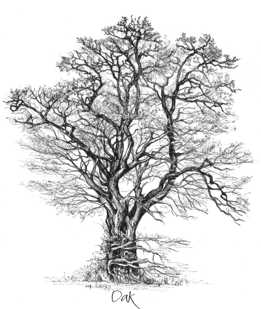 An illustrated Oak tree