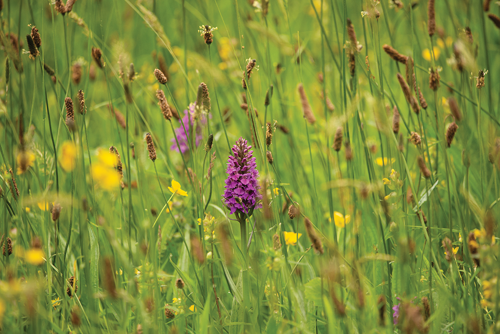 No Mow May: A Celebration of Wildflower Power