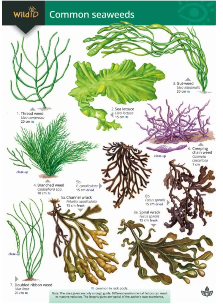 Identification guide showing seaweed species