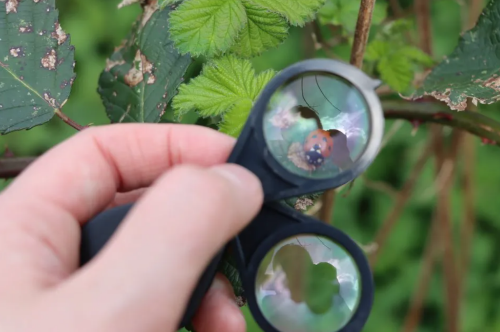 A hand holding a magnifying hand lens over a ladybird on a leaf.