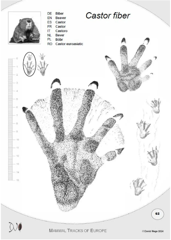 Castor fiber page from european mammal tracks, showing illustrations of footprints and a portrait of a beaver