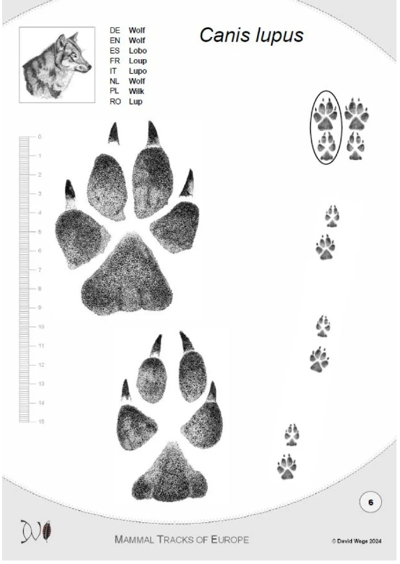 Illustration of a wolf footprint from mammal tracks of europe