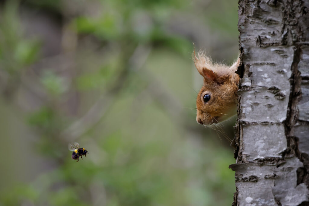 Red squirrel peeking out from behind a Silver Birch tree on the right and directly looking at a Bumblebee flying towards the tree.