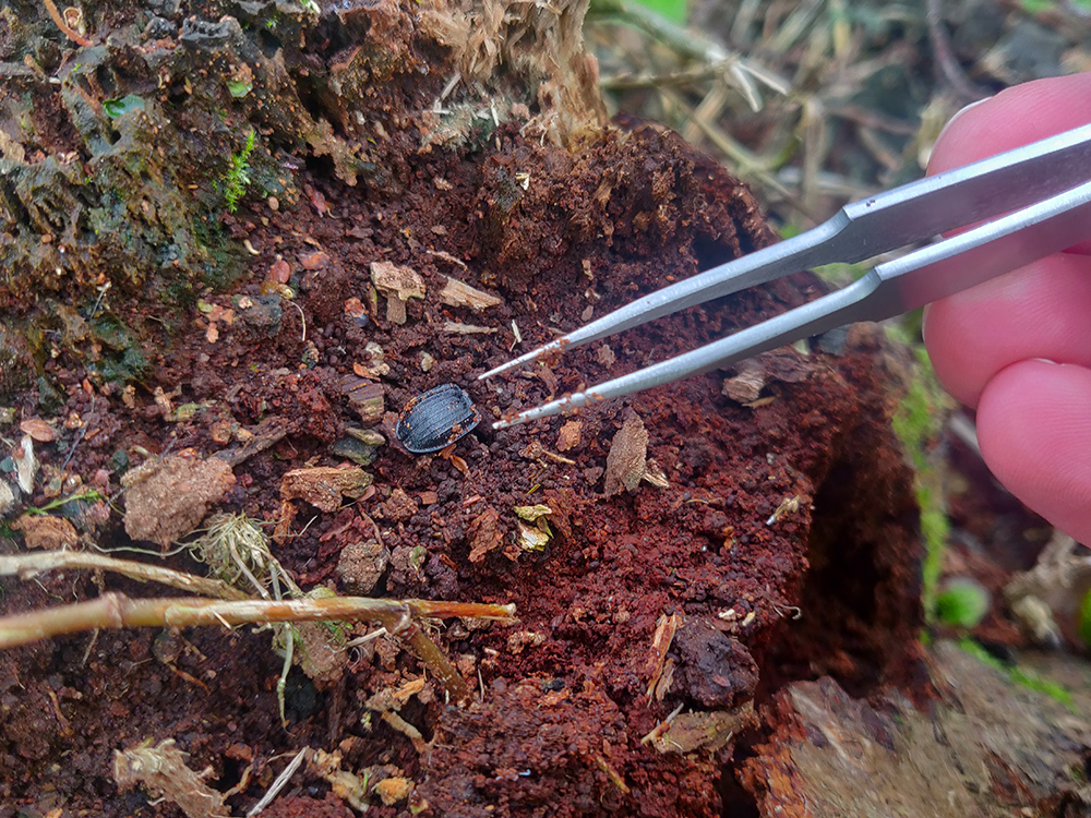 a pair of metal forceps with a beetle on a muddy tree stump