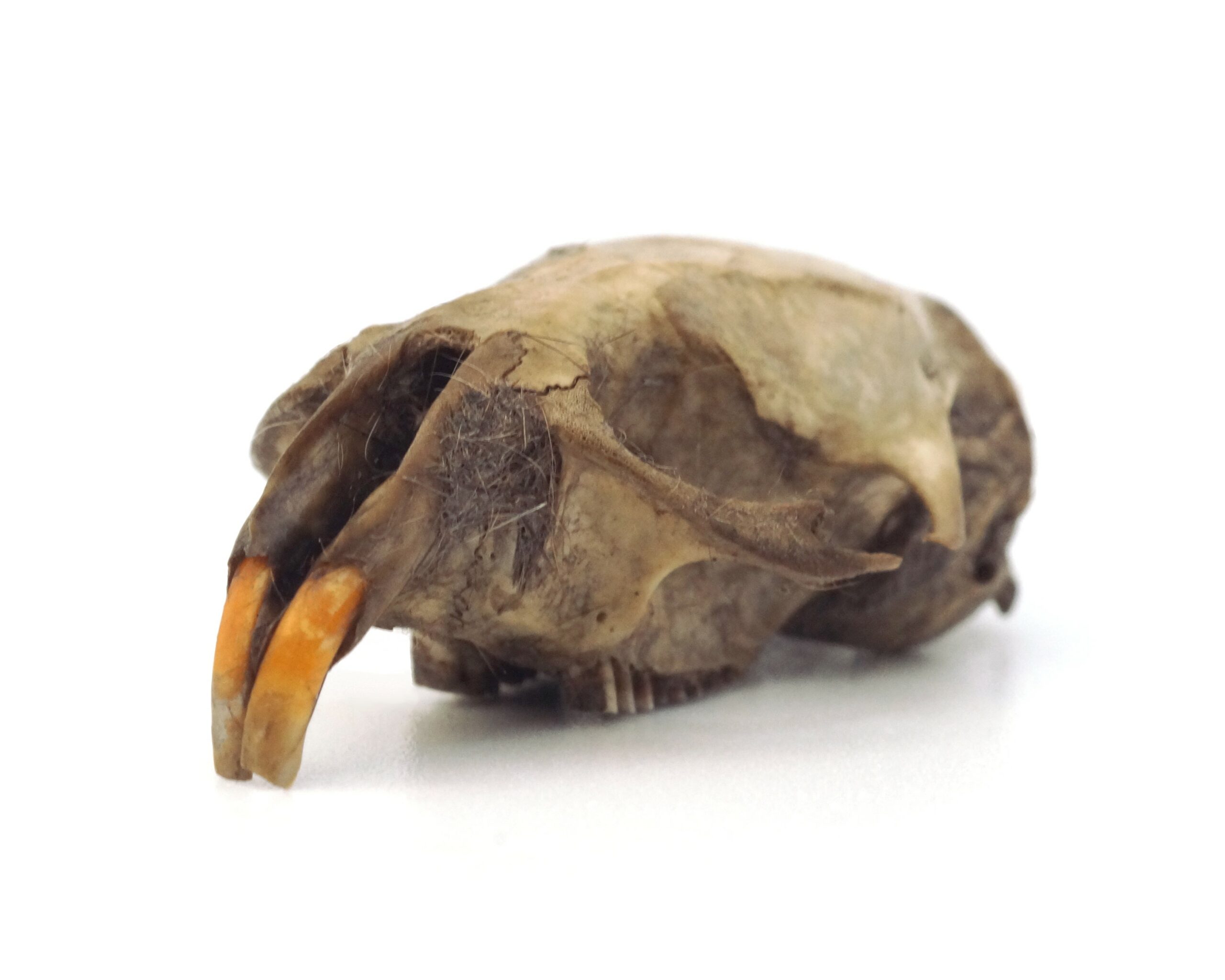 Close up of a Water Vole skull.