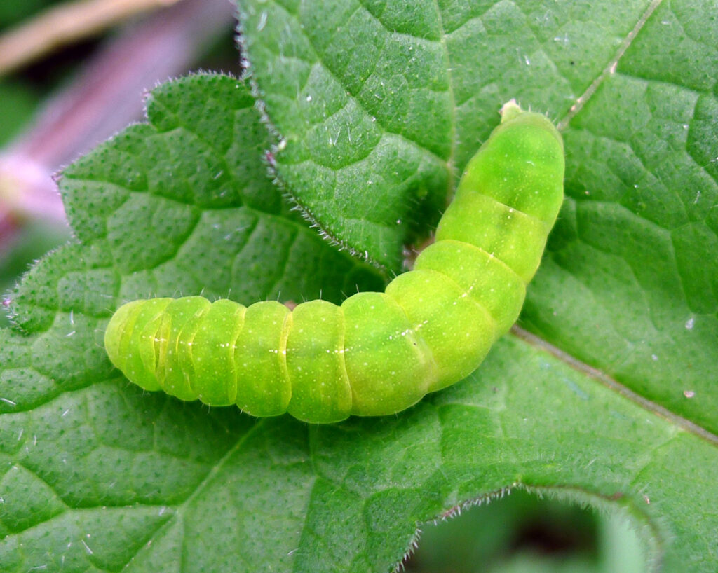 A vibrant green caterpillar with sparse white hairs