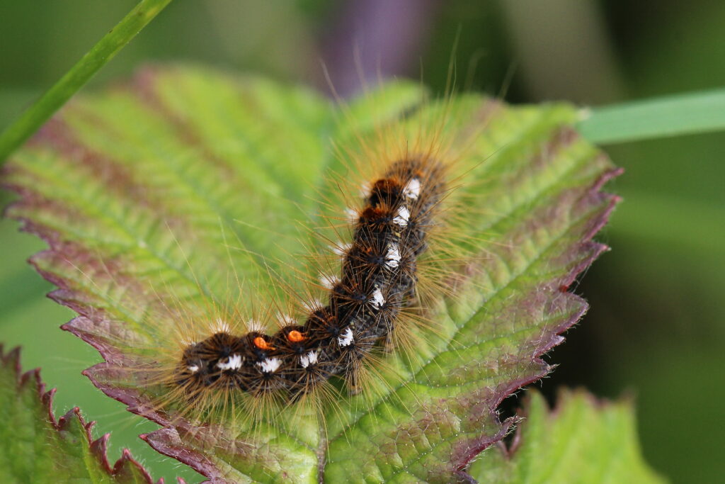 A dark brown caterpillar with long, spiking hairs and white and orange parallel patches running along its back