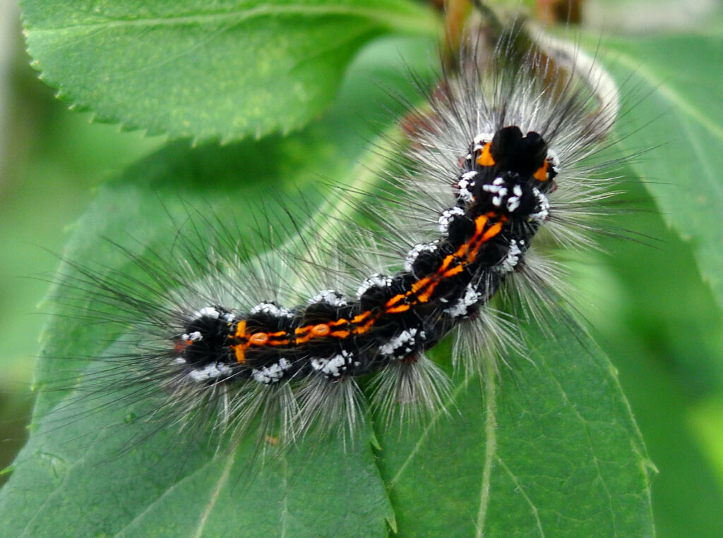 A black caterpillar with an orange stripe running centrally along the back. On its sides are white patches with long white hairs growing out of them, the rest of the body has long black hairs