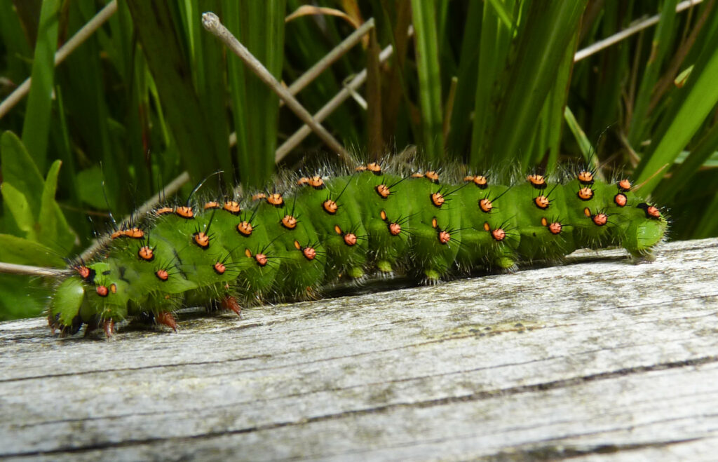 A chunky green caterpillar with orange spots. the spots are covered in spikes and small fine hairs