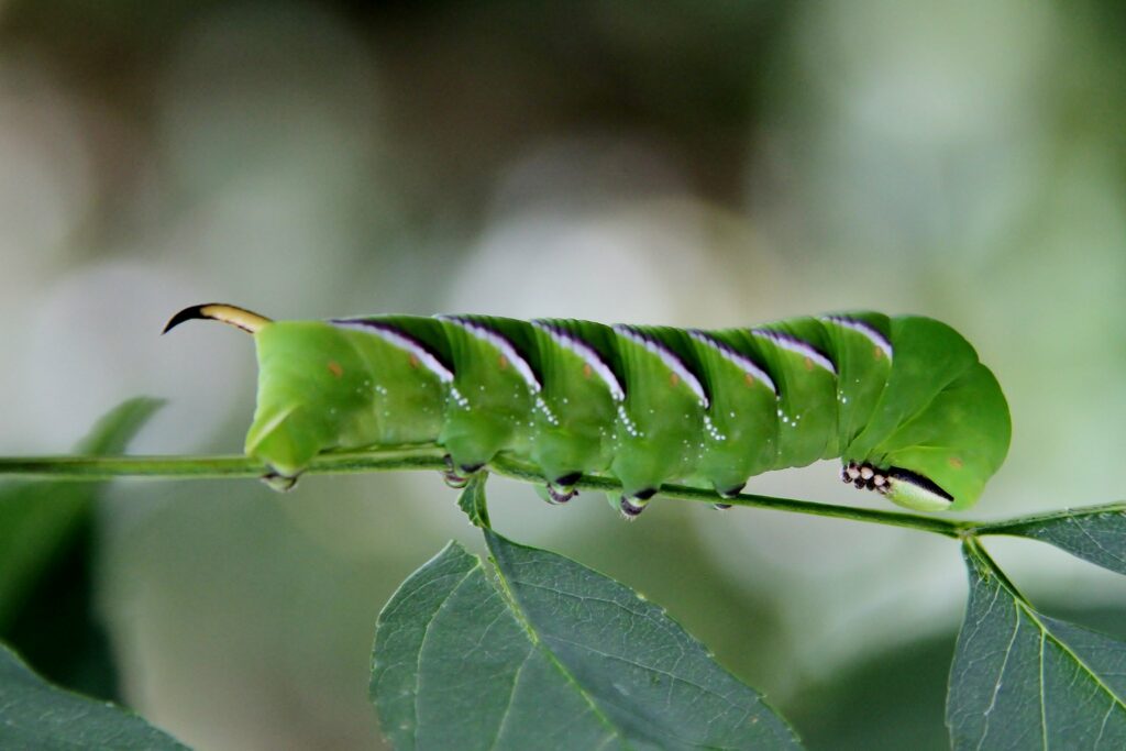 A chunky light green moth, it has a brown and yellow horn at one end and diagonal stripes along its back