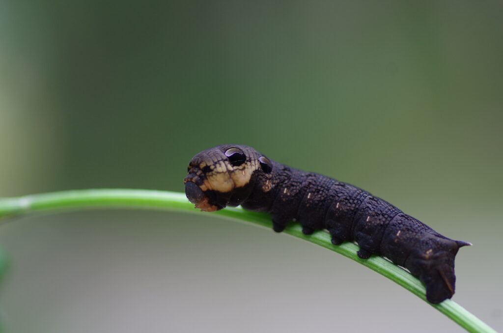 A black moth with a purplish tint and a large head. it is hairless