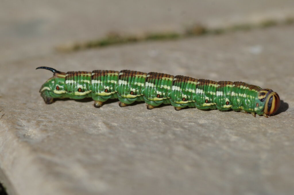 A green moth with a brown stripe down its back. It has a black hook at the end of its body and yellow patches along the side of its body