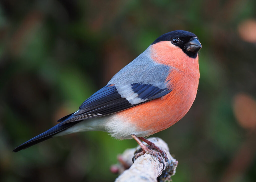 a male bullfinch with a bright red breast sitting on a branch