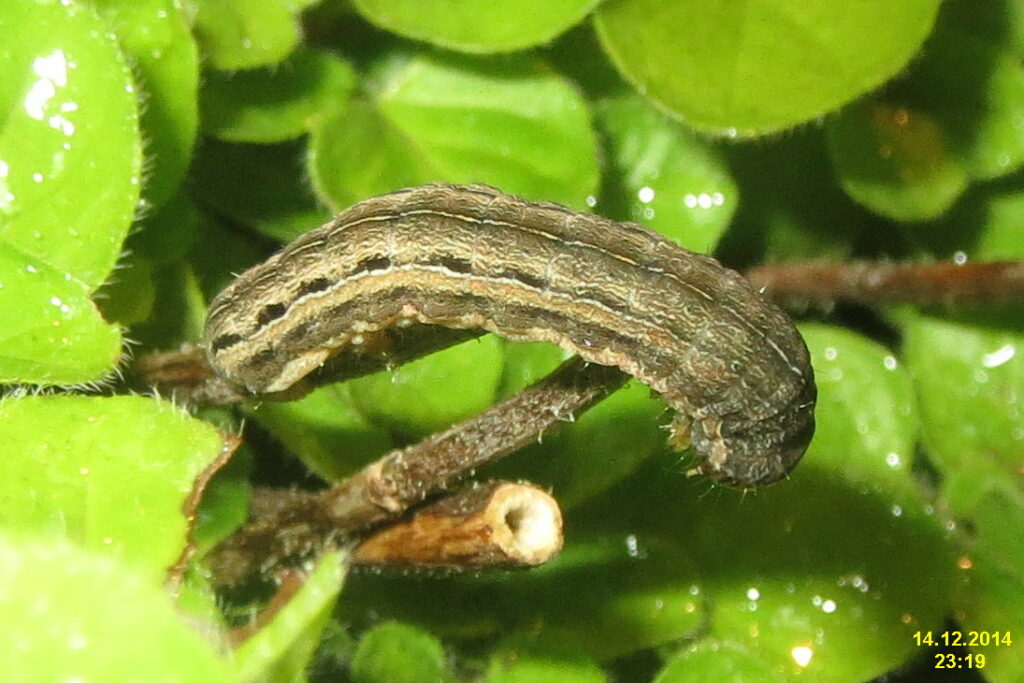 A striped brown caterpillar